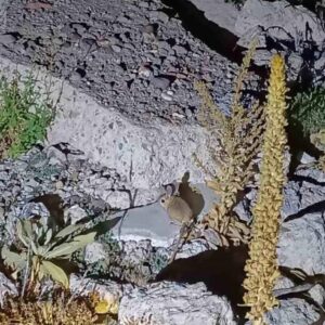 arap tavsani kumalar yaylasinda goruldu sjIOqL5w