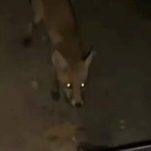 inegolde surucu tilkiyi cipsle besledi QCPe8IbP