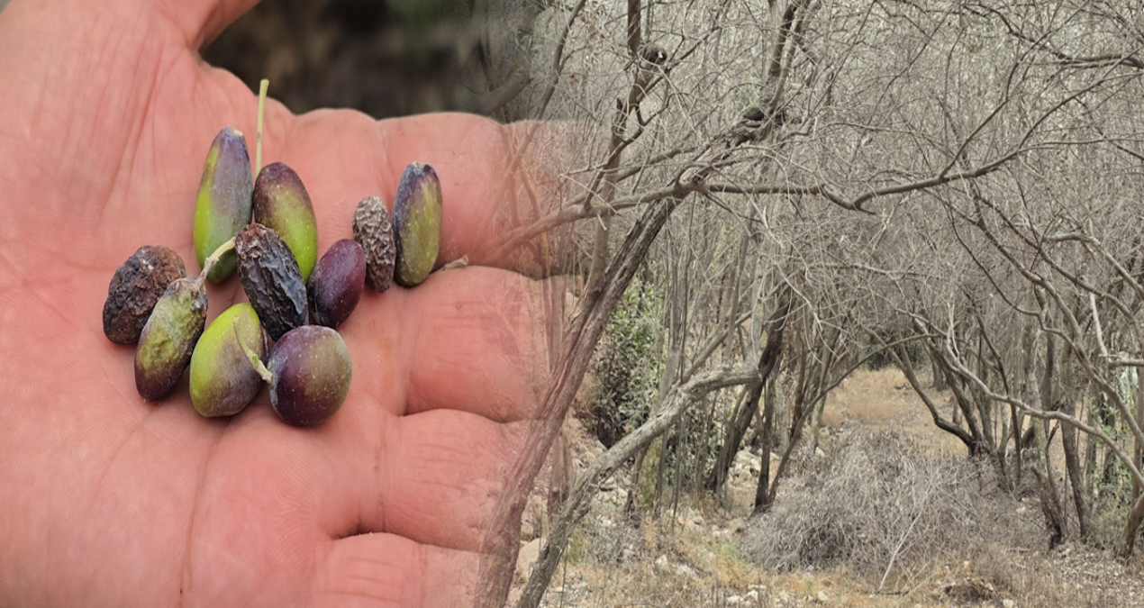 hatayin meshur halhali zeytinini kuraklik vurdu m1RChxaC