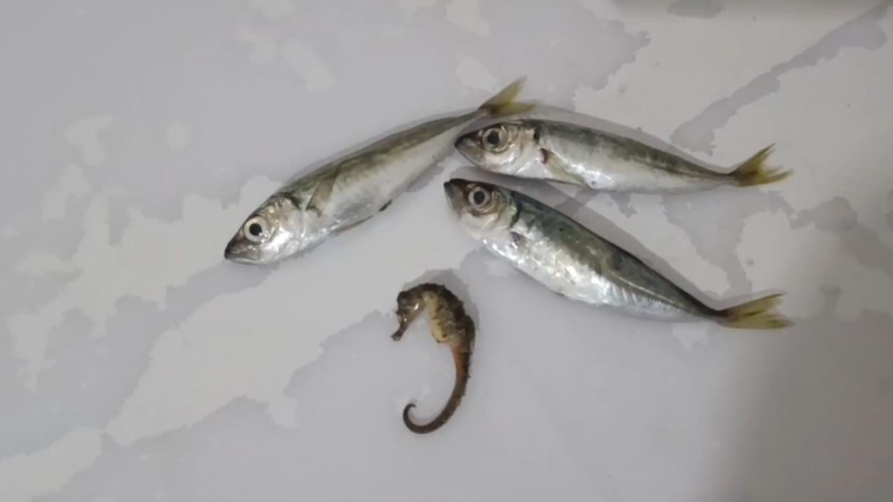 hakkaride sasirtan olay baliklarin arasindan denizati cikti mgzX5WHx