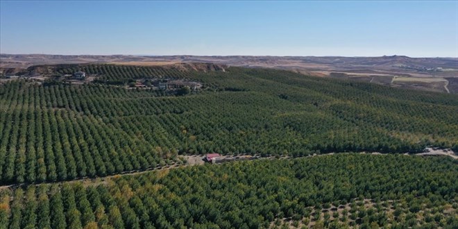 tarimin cetin cevizleri catladi bahceler satiliyor WuFTAtpz.jpg