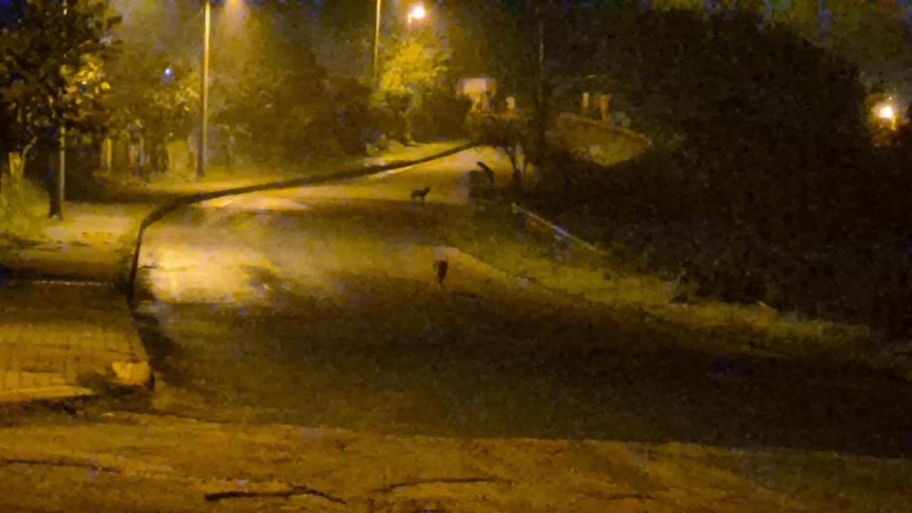 cakallar sehir merkezini mesken tuttu ubJGOuLn.jpg