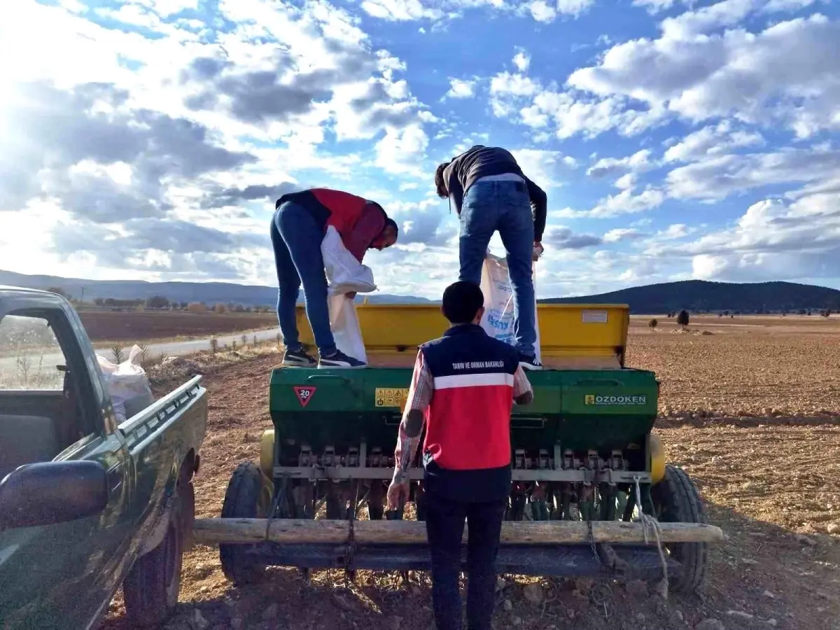 cavdarhisarda tohum dagitimi ve ekimi BtdEGueb.jpg
