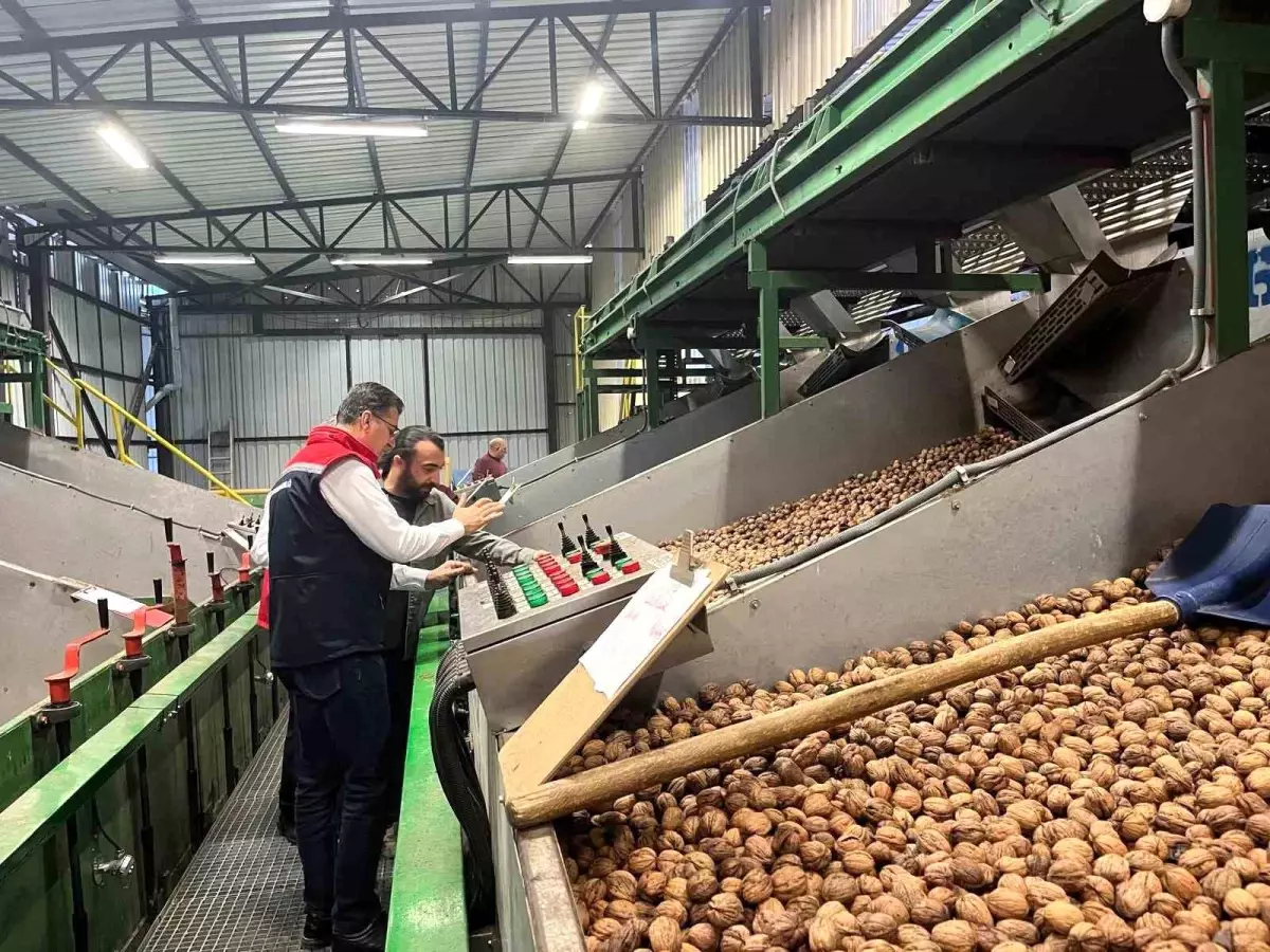 ceviz uretimi destekleniyor 5hQQYsy2.jpg