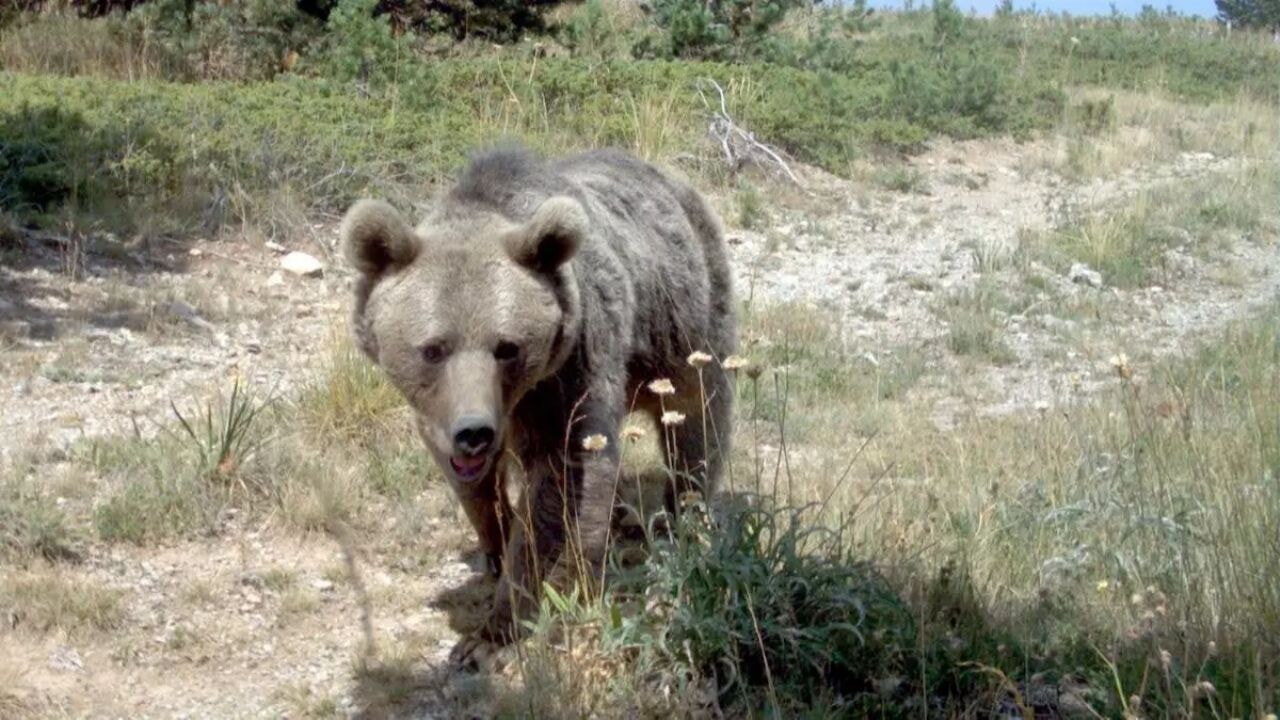 japonyada ayi alarmi hukumet askeri mudahale baslatti SIpJJmAs.webp