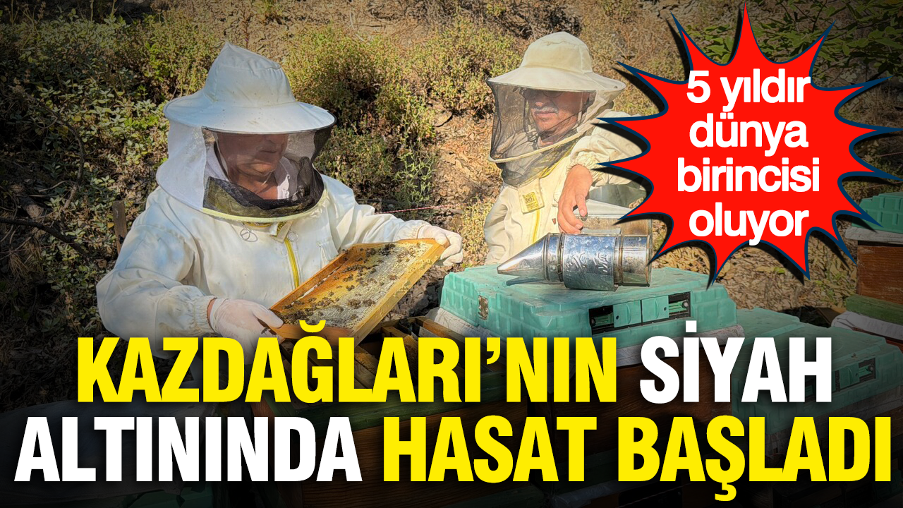 Kazdağları’nın siyah altınında hasat başladı: 5 yıldır dünya birincisi oluyor Kazdaglarinin siyah altininda hasat basladi 5 yildir dunya birincisi oluyor 9yVZepeN
